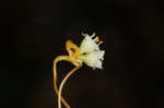 Field dodder